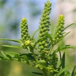 Common Ragweed - Thumbnail