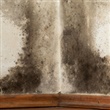 Mould - Thumbnail