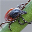 Lyme Disease - Thumbnail