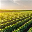Agriculture in Halton Region - Thumbnail