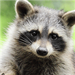 Rabies - Thumbnail