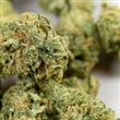Cannabis - Thumbnail