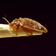 Bugs and Pests - Thumbnail