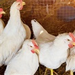 Avian influenza - Thumbnail