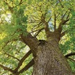 Woodlands Stewardship Program - Thumbnail