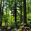Regional Forests - Thumbnail