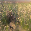 Outdoor Water Conservation - Thumbnail