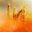 Agriculture Community Development Fund - Thumbnail