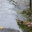 Causes of basement flooding - Thumbnail