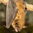 Bats & Rabies - Thumbnail