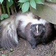 Frequently Asked Questions about Rabies - Thumbnail