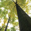 Halton Region's Tree By-Law - Thumbnail