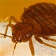 Bed Bugs - Thumbnail