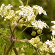 Giant Hogweed - Thumbnail