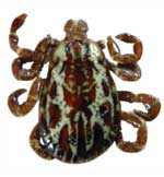 Adult Male Dog Tick (2 mm)