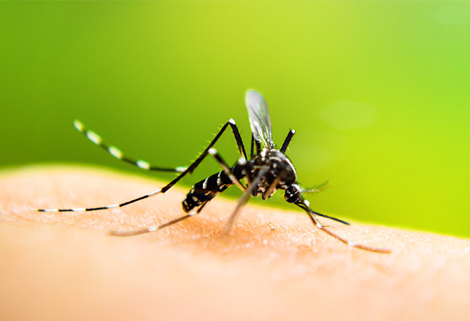 Mosquito Bite