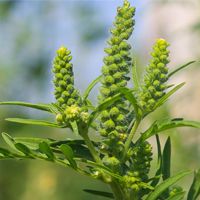 Common Ragweed: thumbnail