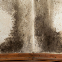 Mould: thumbnail