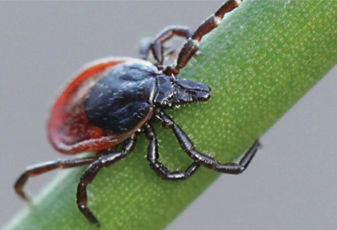 A tick crawling on a leaf.