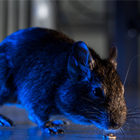 Rat Prevention and Control: thumbnail