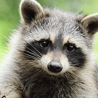 Rabies: thumbnail