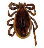 Adult Male Tick (2 mm)