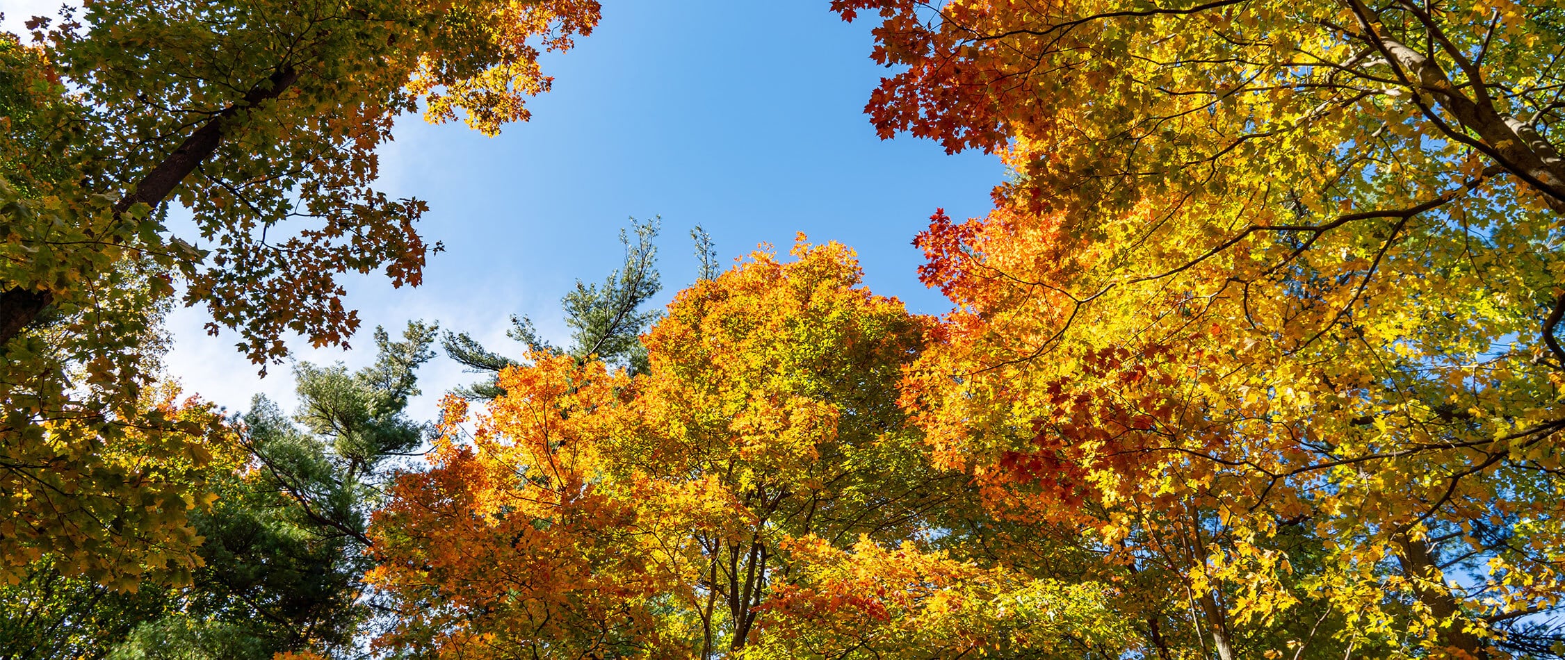 Bronte Creek Provincial Park in Autumn, Oakville, Canada
