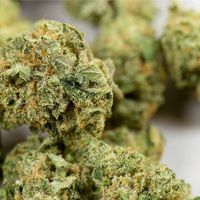 Cannabis: thumbnail