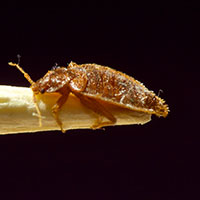 Bugs and Pests: thumbnail