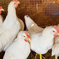 Avian influenza: thumbnail