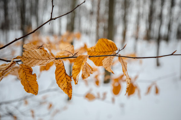 Winter in rural Halton