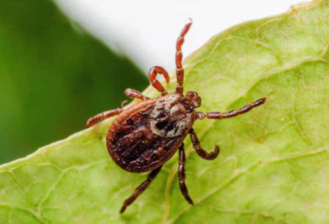 Tick on a leaf