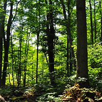 Regional Forests: thumbnail