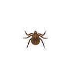Larva Tick (0.5 mm)