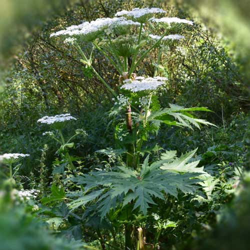 Giant hogweed in a field