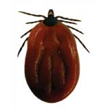 Engorged Tick (up to 10 mm)