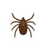 Nymph Tick(1 mm)