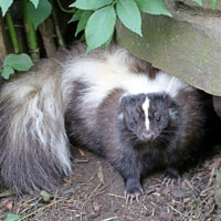 Rabies - Frequently Asked Questions: thumbnail