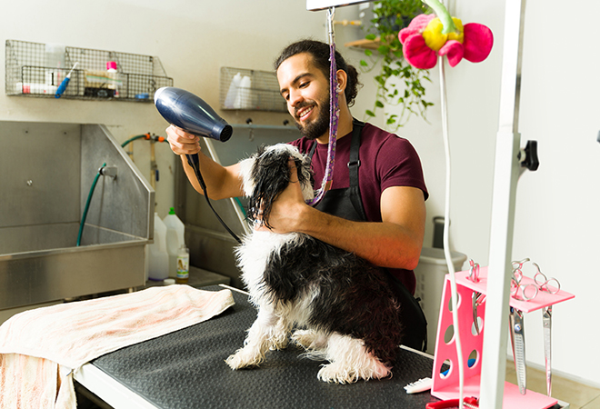 Dog groomer drying a dog.