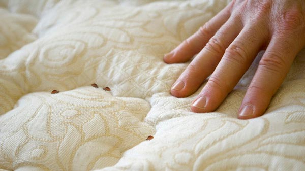 image of bed bugs on mattress