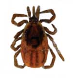 Adult Female Tick (2.5 mm)