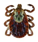 Adult Female Dog Tick (5 mm)