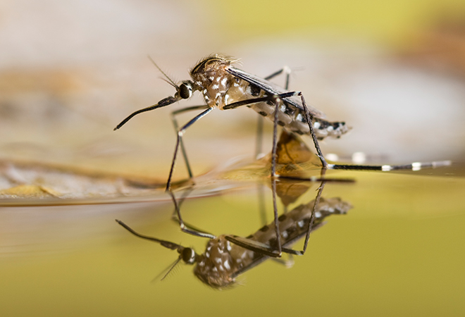 close up of a mosquitoe biting a human arm.