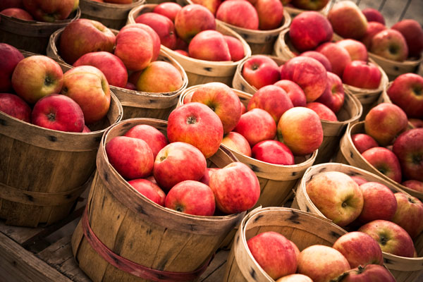 Baskets of apples from a Halton orchard.