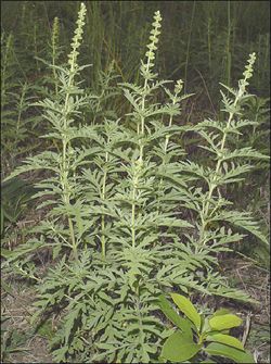Common ragweed