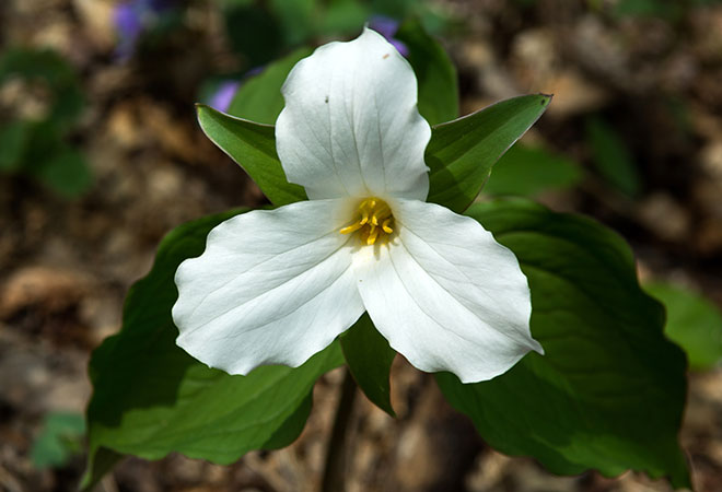 A white trillium, the official flower of the province of Ontario.