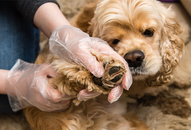 Woman in gloves checks dog paws for insect