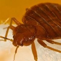 Bed Bugs: thumbnail