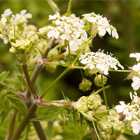 Giant Hogweed and Wild Parsnip: thumbnail